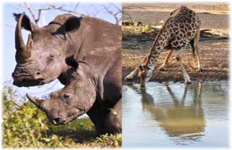 white rhinos